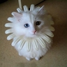 image 22958