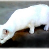 image 23897