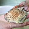 discus