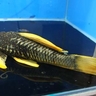 pleco