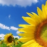 wallpaper-376361