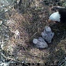 eagles