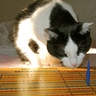 Abby Playing Cribbage