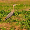Blue Heron