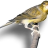 image 3674