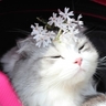 image 40537