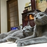 image 40539