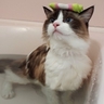 image 40543
