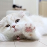 image 40544