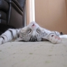 image 40547