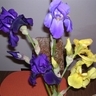 Iris
