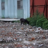 image 45558