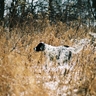 image 49419