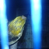 MANUK MANYAR