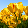 Tulpe