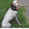 Der Hund an der Leine