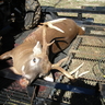 18 Inches and 180 Lbs