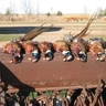 South Dakota Harvest