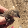Scaled head