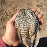 Scaled breast