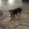 Sam Wunderdog 4/12/18