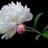 PEONY