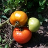 Tomatoes aug14,09