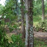 The view out of my computer room window here at my new home on Grand River, Bayou Sorrel, LA