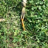 Dove decoy