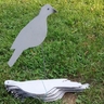 Dove decoy