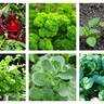 Leafy Vegetables Seeds Combo – Grow Fresh, Healthy Greens at Home Naturally