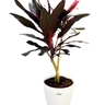 Buy Cordyline Baby Doll Pot Plant Online – Vibrant Ornamental Plant at Santhi Online Plants