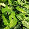 Buy Syngonium Green Gold Pot Plant – Air-Purifying Indoor Plant | Santhi Online Plants