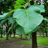 Perfect Tissue Culture Teak Plant (TG 5) – High-Yield Timber Sapling for Sustainable Farming