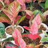 Buy Aglaonema Udom Sab Online – Indoor Decorative Plant