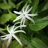Oosi Malli (Angel Wing Jasmine) – Fragrant South Indian Flower of Grace & Tradition