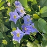 Thunbergia Grandiflora Blue – Fast-Growing Flowering Vine Plant