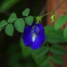 Aparajitha Mixed Seeds – Beautiful Blooms for Vibrant Gardens