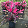 Buy Cordyline Fruticosa Ti Plants Set Online – Vibrant Indoor & Outdoor Foliage