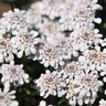Buy Ground Cover Plants Online – Best Low-Growing Plants for Landscaping & Decoration