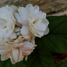 Buy Jasmine Plant Online | Fragrant Flowering Plant for Home – Santhi Online Plants