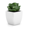 Buy Pot Plants for Home – Stylish Indoor & Outdoor Greenery | Santhi Online Plants