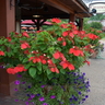 Buy Mussaenda Flower Plant – Colorful Ornamental Shrub | Santhi Online Plants