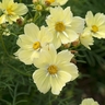 Bright Yellow Cosmos Flower Seeds – Radiant & Easy-to-Grow Garden Blooms