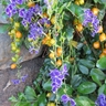 Duranta Erecta Golden Dewdrop – Ornamental Beauty, Growth & Garden Benefits
