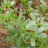 Paruppu Keerai Seeds – Nutritious Greens for a Healthy Garden