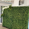 Tropical Plant Rentals Port Stephens