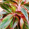 Beautiful Aglaonema Siam Aurora – Aglaonema Lipstick