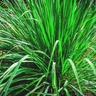 Lemon Grass Plant – Aromatic, Herbal & Easy-to-Grow