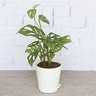 Attractive Air Purifier – Broken Heart Plant